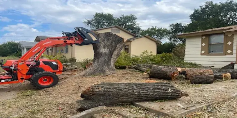 What Does Stump Grinding Cost in Texas