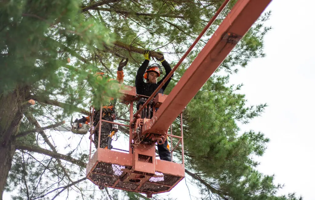 Tree Service Texas
