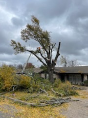 Tree removal crew cutting down a large tree near a house using a boom lift, with branches and debris on the ground.