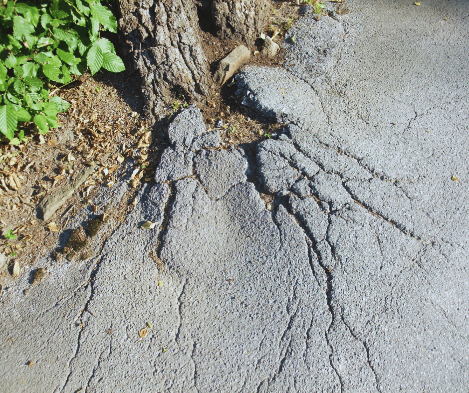 Tree Roots Damaging