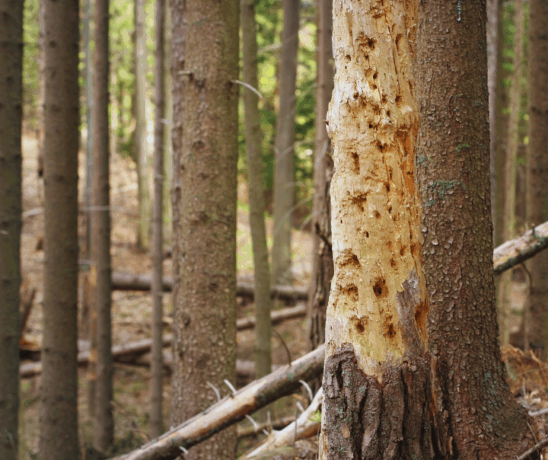 tree diseases in texas